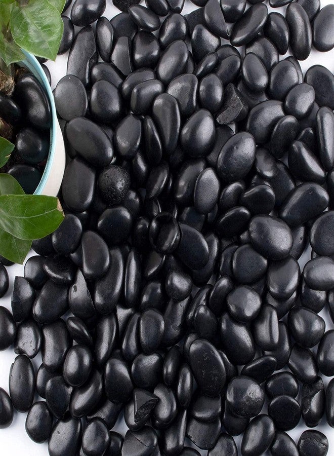 Ercole® Decorative Natural Finish Rock Stone Pebbles for Plants Pots Vase Filler Home Aquarium Garden Decor (10mm-35mm, Black, 3Kg) - Image 1